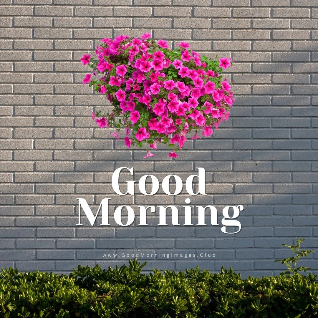 Morning